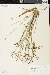 Juncus articulatus image