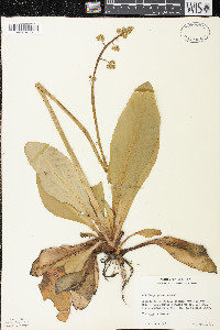 Micranthes pensylvanica image