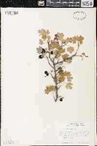 Ribes odoratum image
