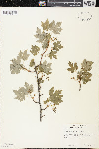 Ribes lacustre image