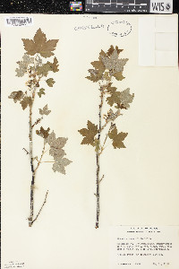 Ribes hudsonianum image