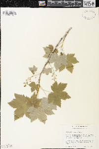 Ribes glandulosum image