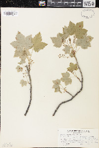 Ribes glandulosum image