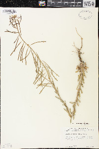 Boechera grahamii image