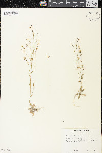 Arabidopsis thaliana image