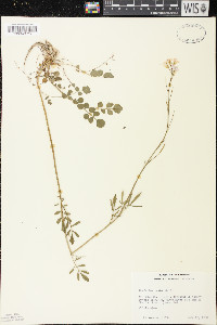 Cardamine pratensis var. pratensis image