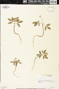 Panax trifolius image