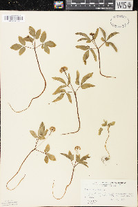 Panax trifolius image