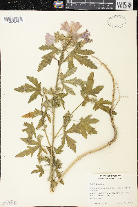 Malva alcea image