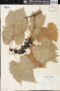 Vitis riparia image