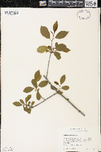 Frangula alnus image