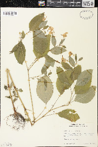 Impatiens pallida image