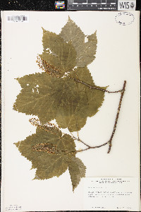 Acer spicatum image