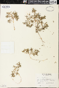 Euphorbia polygonifolia image