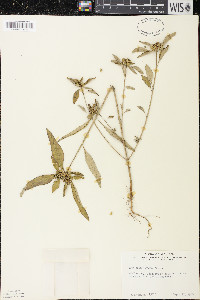 Euphorbia davidii image