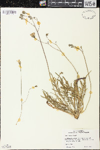 Scorzoneroides autumnalis image