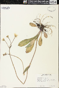 Krigia biflora image