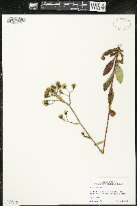 Hieracium scabrum image