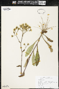 Hieracium scabrum image