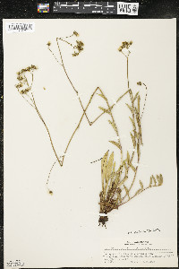 Hieracium piloselloides image