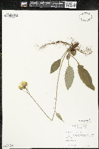 Hieracium murorum image