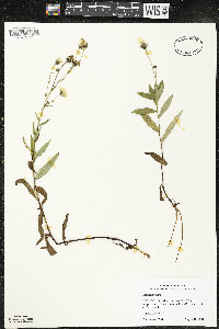 Hieracium kalmii image