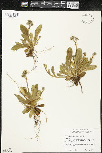 Hieracium × flagellare image