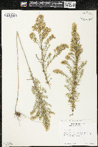 Symphyotrichum ericoides image