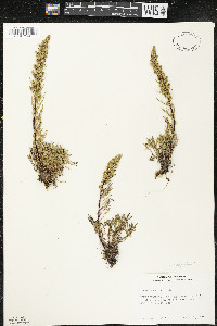 Artemisia campestris image