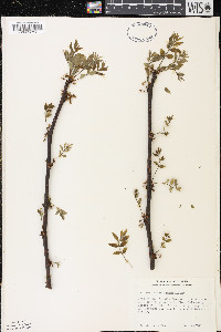 Zanthoxylum americanum image