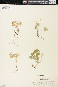 Oxalis acetosella image