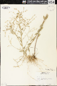 Linum striatum image