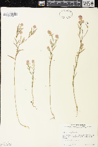 Polygala sanguinea image