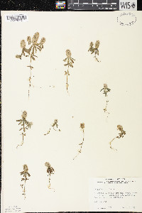 Polygala cruciata image