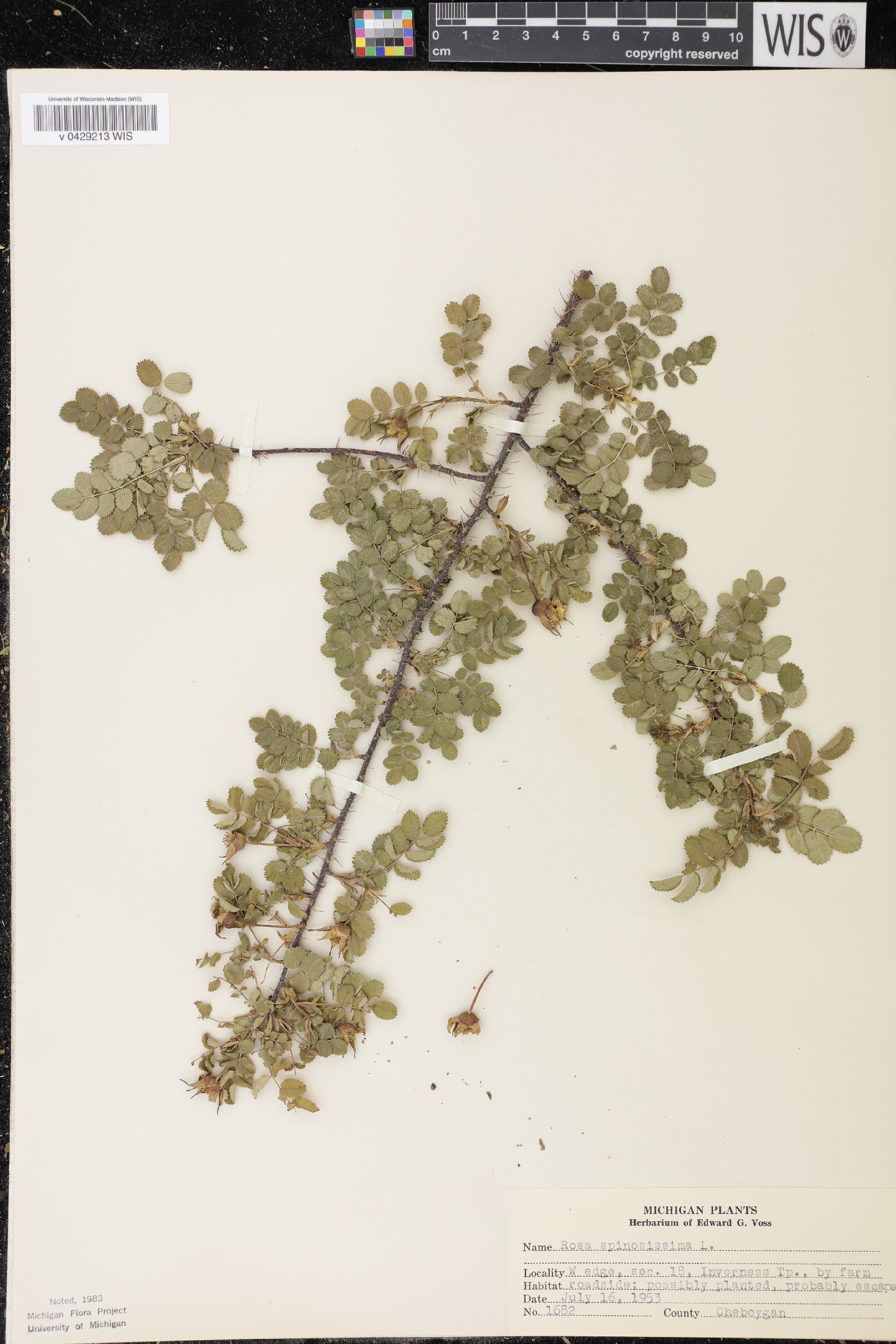 Rosa spinosissima image