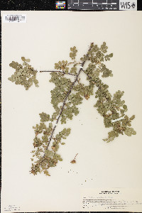 Rosa spinosissima image