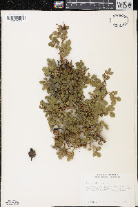 Rosa rubiginosa image