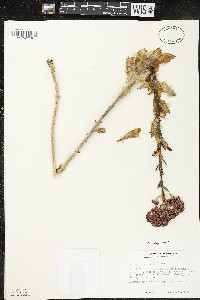 Hylotelephium telephium image