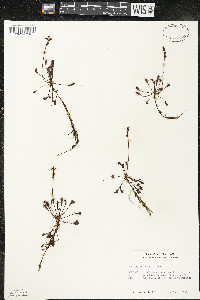 Drosera intermedia image