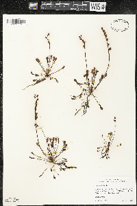 Drosera intermedia image
