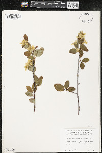 Amelanchier bartramiana image