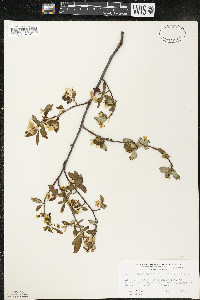 Amelanchier bartramiana image