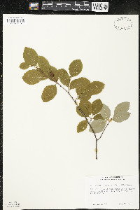 Amelanchier bartramiana image