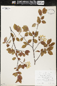 Amelanchier laevis image