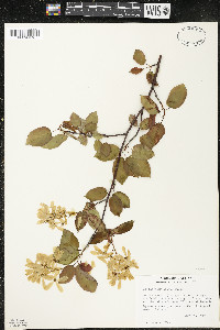 Amelanchier laevis image