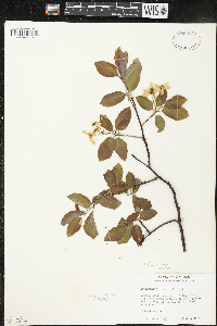 Amelanchier laevis image