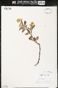 Amelanchier interior image