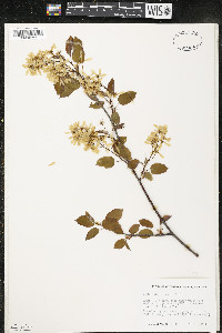 Amelanchier interior image
