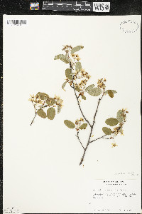 Amelanchier interior image