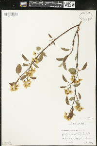 Amelanchier interior image